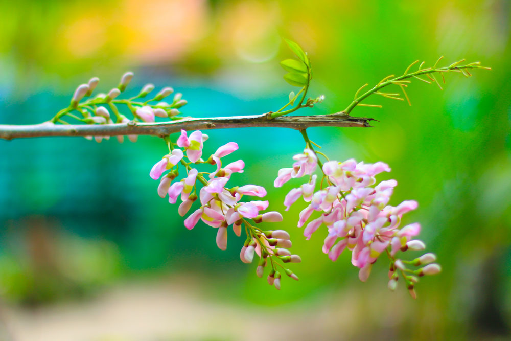 Tử vi của 12 con giáp trong ngày 16/1/2020