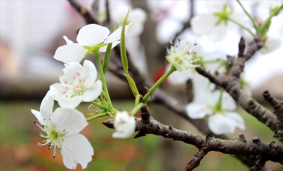 Tử vi của 12 con giáp trong ngày 17/1/2020