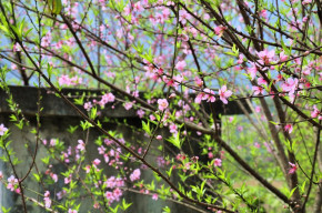 Tử vi của 12 con giáp trong ngày 18/1/2020