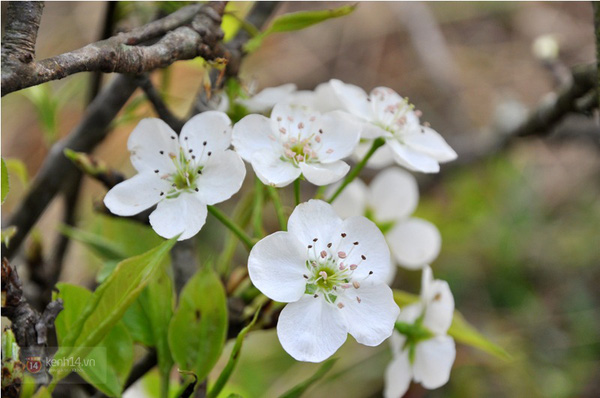 Tử vi của 12 con giáp trong ngày 20/1/2020