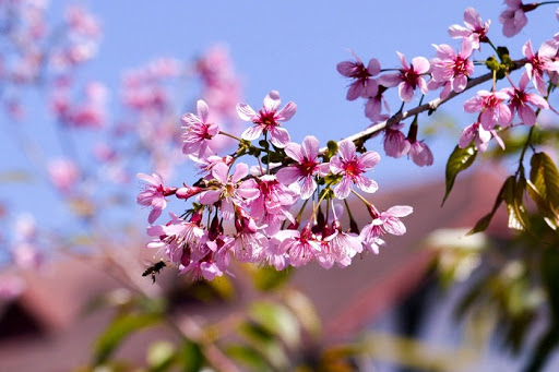 Tử vi của 12 con giáp trong ngày 4/2/2020