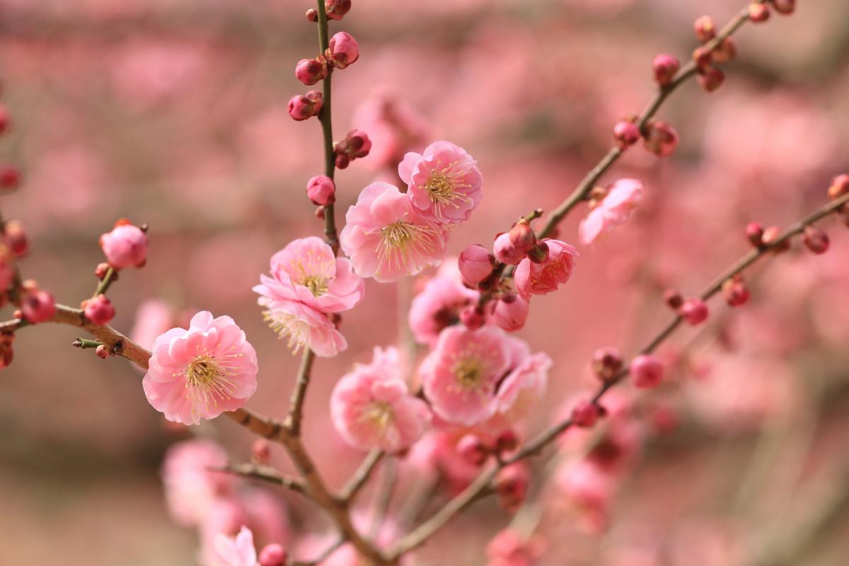 Tử vi của 12 con giáp trong ngày 10/2/2020