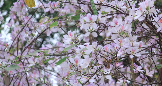 Tử vi của 12 con giáp trong ngày 19/2/2020