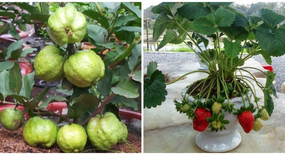 5 Loại Cây Ăn Quả Dễ Trồng Trên Sân Thượng Nhà Phố Chật Hẹp, Ra Quả Sai Trĩu Cành Ăn No Nê