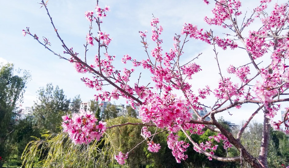 Tử vi của 12 con giáp trong ngày 21/2/2020