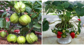 5 Loại Cây Ăn Quả Dễ Trồng Trên Sân Thượng Nhà Phố Chật Hẹp, Ra Quả Sai Trĩu Cành Ăn No Nê