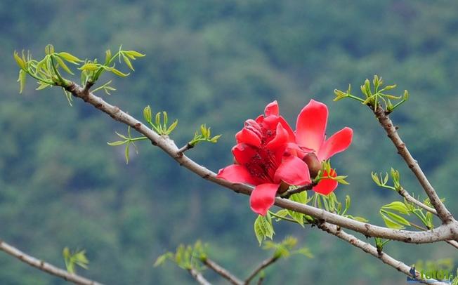 Tử vi của 12 con giáp trong ngày 26/2/2020