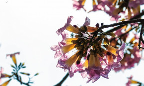 Tử vi của 12 con giáp trong ngày 4/3/2020 của 12 con giáp