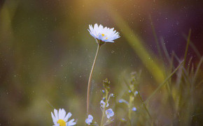 Tử vi của 12 con giáp trong ngày 8/3/2020