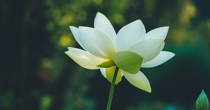 Người không tranh giành không phải người ngốc mà là người có phúc