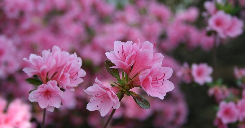 Tử vi của 12 con giáp trong ngày 17/3/2020