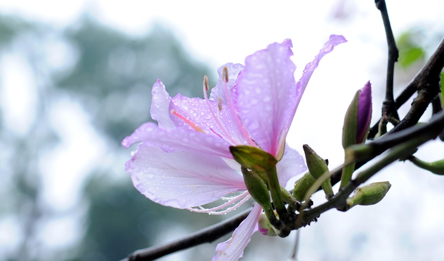 Tử vi của 12 con giáp trong ngày 18/3/2020