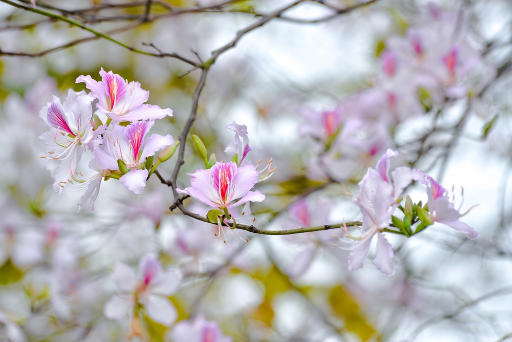 Tử vi của 12 con giáp trong ngày 21/3/2020