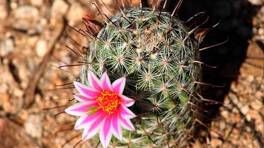 Vẻ đẹp tạo hóa ban tặng, hãy trân trọng để hạnh phúc suốt đời