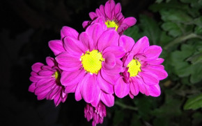 Tử vi của 12 con giáp trong ngày 25/3/2020