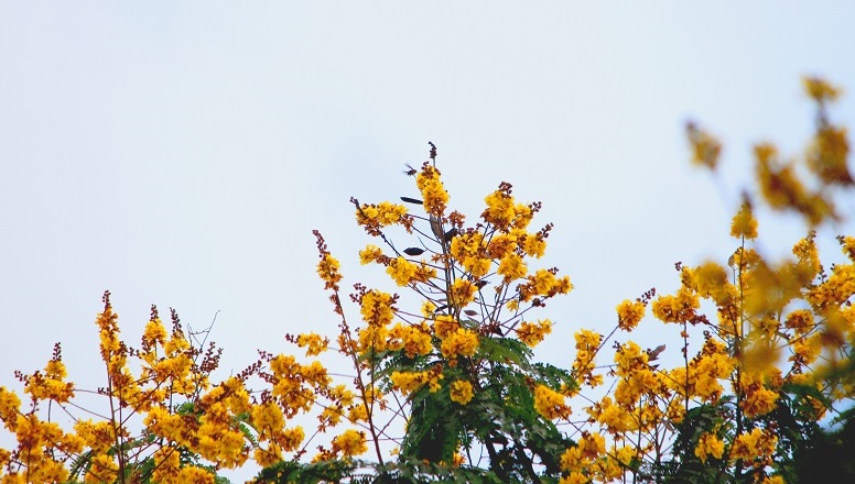 Tử vi của 12 con giáp trong ngày 3/4/2020