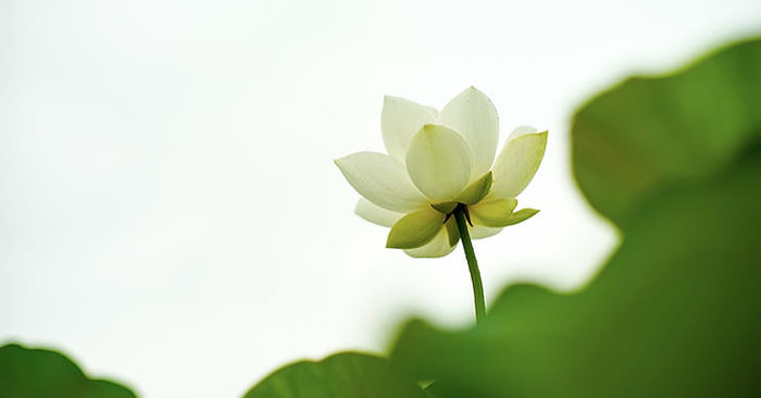 Như hoa như ngọc sinh cao quý, Thiện – Ác một niệm thấu trời xanh