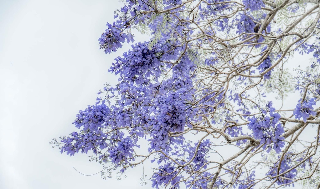 Tử vi của 12 con giáp trong ngày 9/4/2020