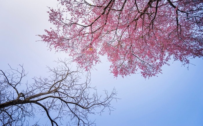 Tử vi của 12 con giáp trong ngày 11/4/2020