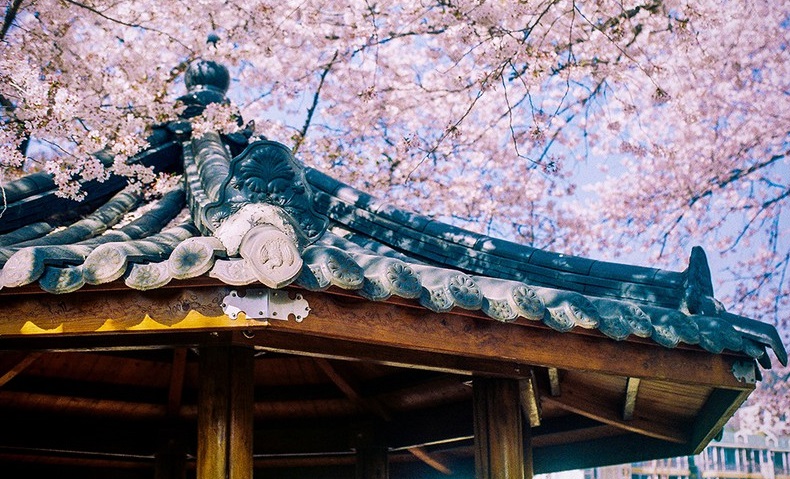 Tử vi của 12 con giáp trong ngày 12/4/2020