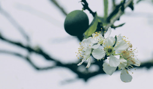 Tử vi của 12 con giáp trong ngày 16/4/2020