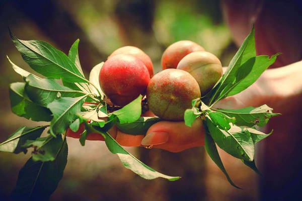 Tử vi của 12 con giáp trong ngày 17/4/2020