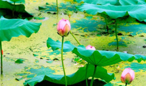 Tử vi  của 12 con giáp: ngày 24/4/2020