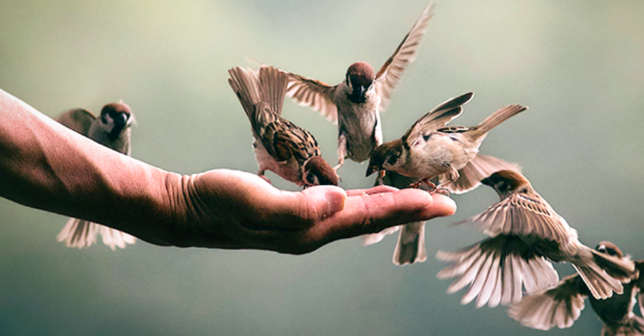 Làm người lương thiện là cách ngắn nhất dẫn ta đến bến bờ hạnh phúc