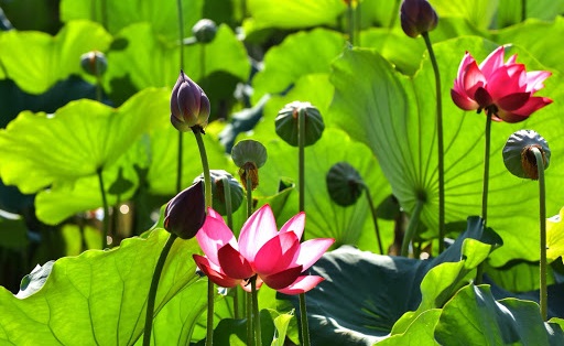 Tử vi của 12 con giáp trong ngày 29/4/2020