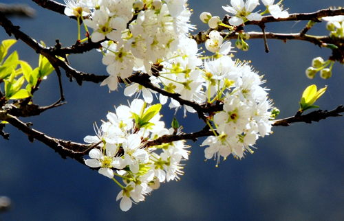 Tử vi của 12 con giáp trong ngày 1/5/2020