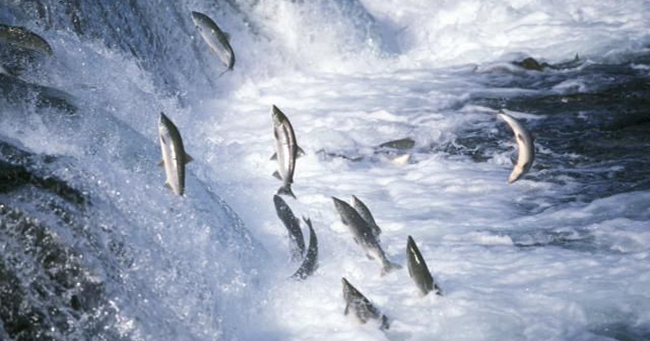 Cá lội ngược dòng cá mới sống, người vượt nghịch cảnh người thành công