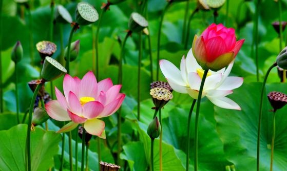 Tử vi của 12 con giáp trong ngày 4/5/2020