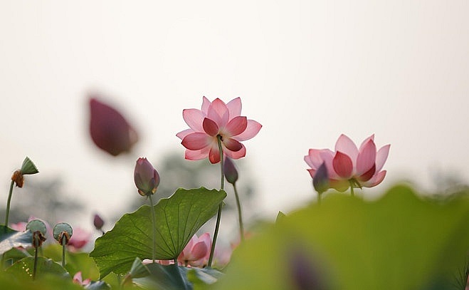 Tử vi của 12 con giáp trong ngày 5/5/2020