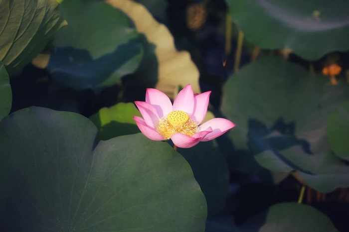 Tử vi của 12 con giáp trong ngày 14/5/2020