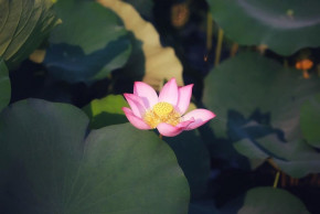 Tử vi của 12 con giáp trong ngày 14/5/2020