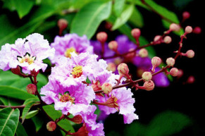 Tử vi của 12 con giáp trong ngày 15/5/2020