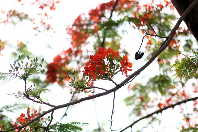 Tử vi của 12 con giáp trong ngày 21/5/2020