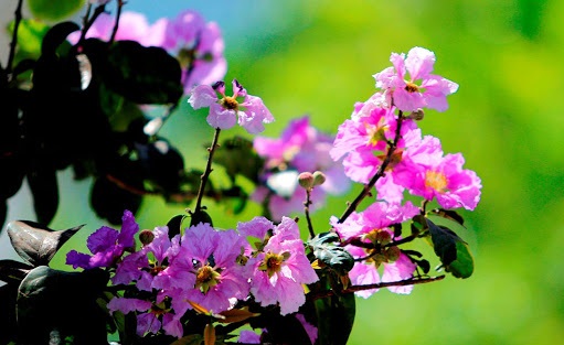 Tử vi của 12 con giáp trong ngày 27/5/2020