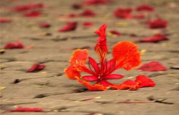 Tử vi của 12 con giáp trong ngày 4/6/2020