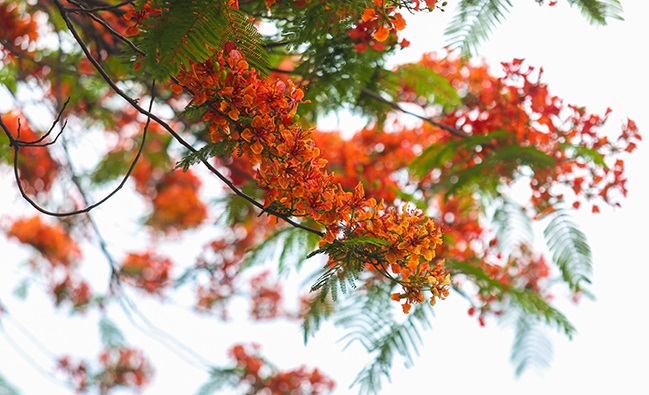 Tử vi của 12 con giáp trong ngày 5/6/2020