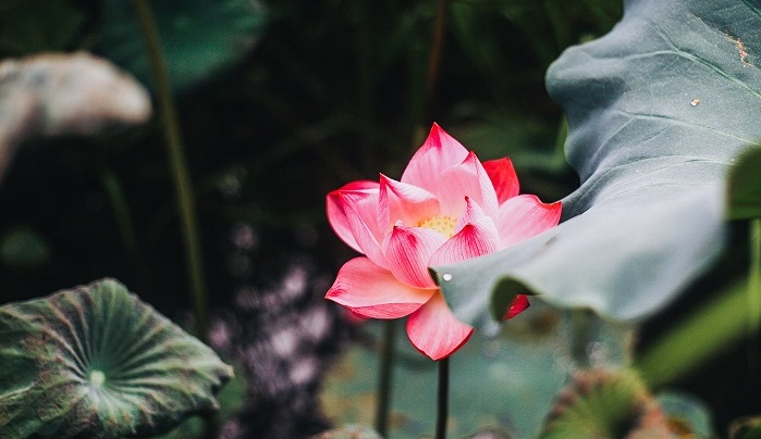 Tử vi của 12 con giáp trong ngày 7/6/2020