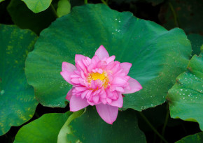 Tử vi của 12 con giáp trong ngày 12/6/2020