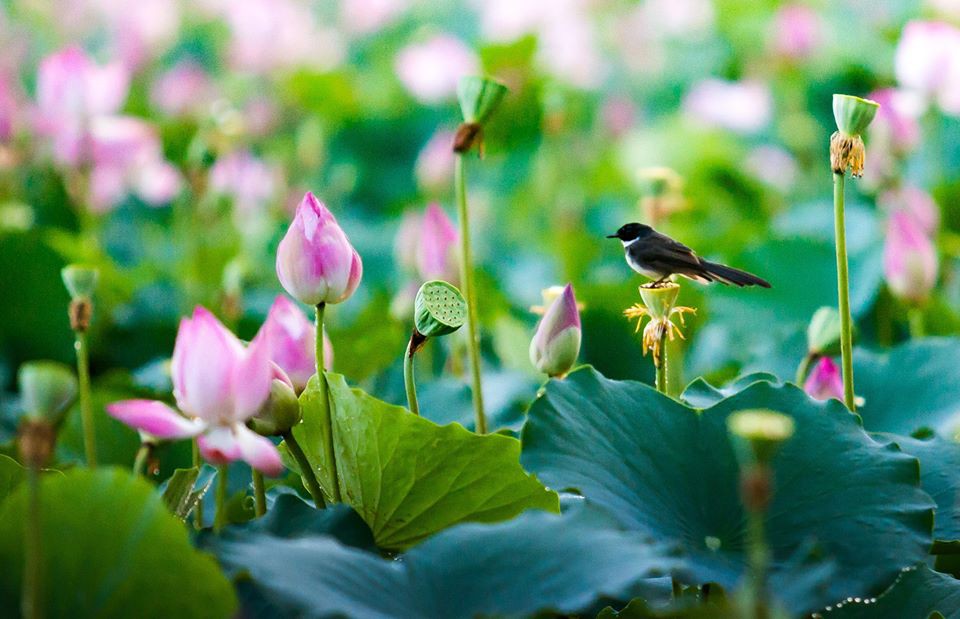 Tử vi của 12 con giáp trong ngày 24/6/2020