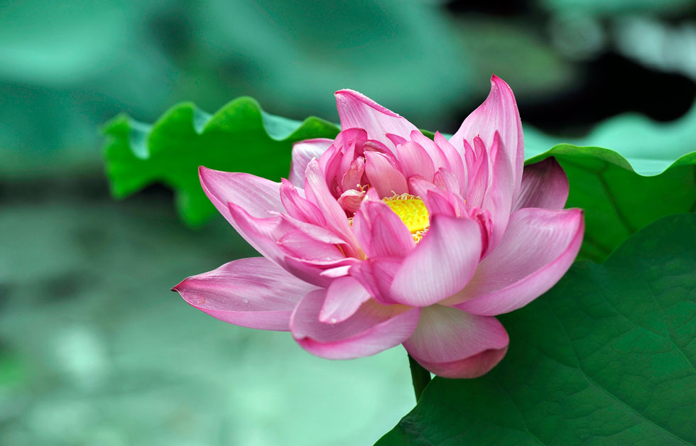 Tử vi của 12 con giáp trong ngày 27/6/2020