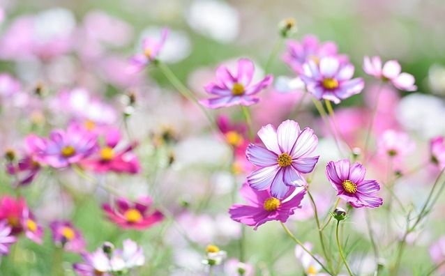 Tử vi của 12 con giáp trong ngày 3/8/2020