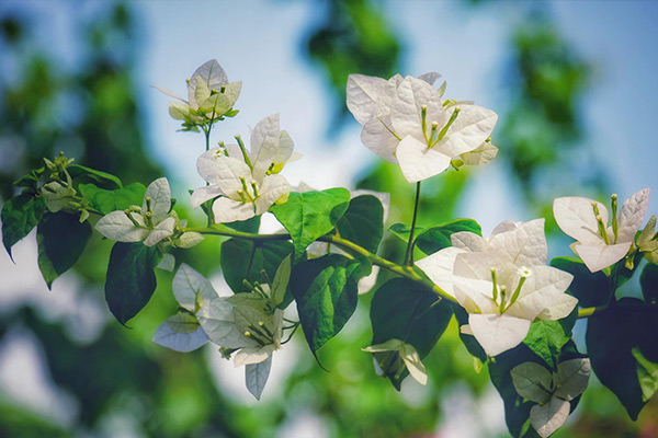 Tử vi của 12 con giáp trong ngày 4/8/2020