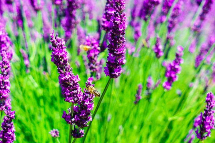 Tử vi của 12 con giáp trong ngày 5/8/2020