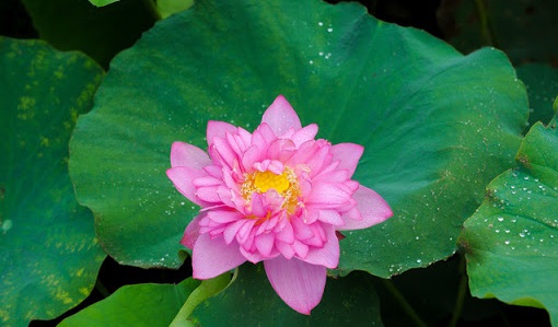 Tử vi của 12 con giáp trong ngày 13/8/2020