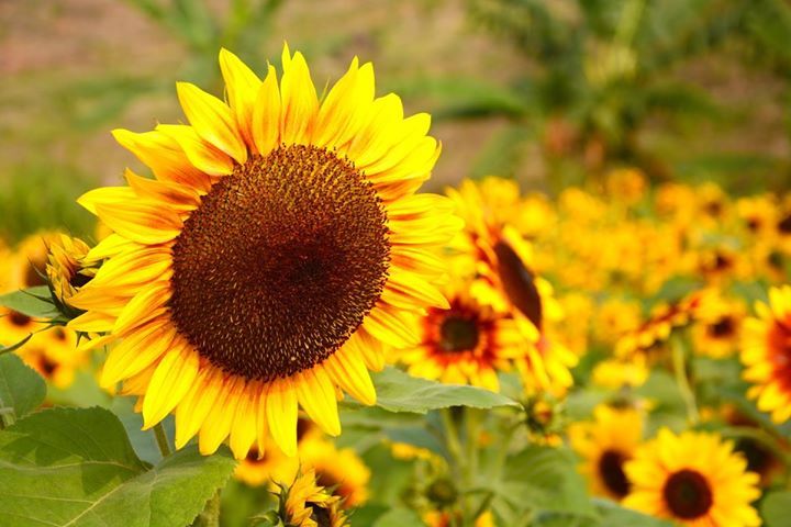 Tử vi của 12 con giáp trong ngày 17/8/2020