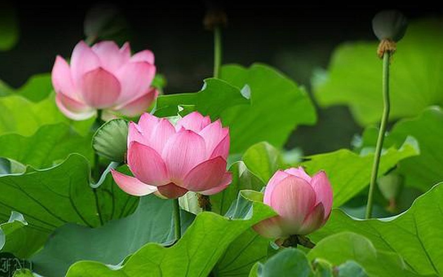 Tử vi của 12 con giáp trong ngày 18/8/2020